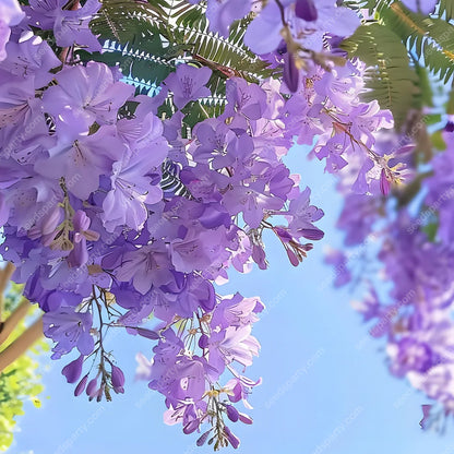 💐Atemberaubende Blüten Blauer Jacaranda-Samen🌱Lange Blütezeit