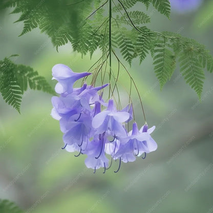 💐Atemberaubende Blüten Blauer Jacaranda-Samen🌱Lange Blütezeit