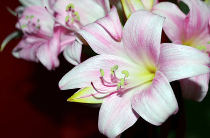 DUFTLILIENZWIEBELN IN TÖPFEN GEZÜCHTETE PFLANZEN BLUMENSAMEN