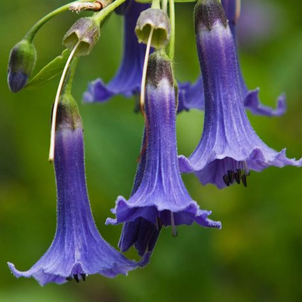 50 Stück/Beutel Datura Brugmansia Samen Topfpflanze Bonsai Trompeten Engel Blumensamen