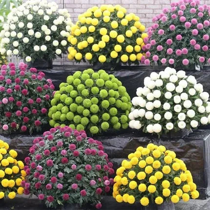 20 bunte Ping-Pong-Chrysanthemensamen