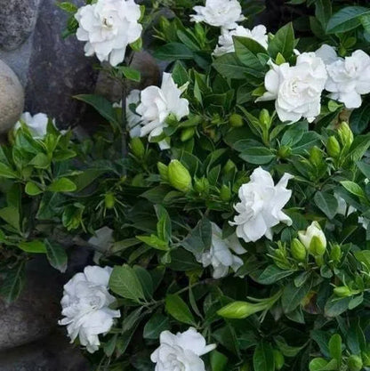 CAPE JASMINE SAMEN