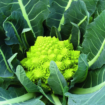 🌱🌱Erbstück-Blumenkohl mit Brokkoli ''Romanesco Precoce'' ~50/100 Samen💥