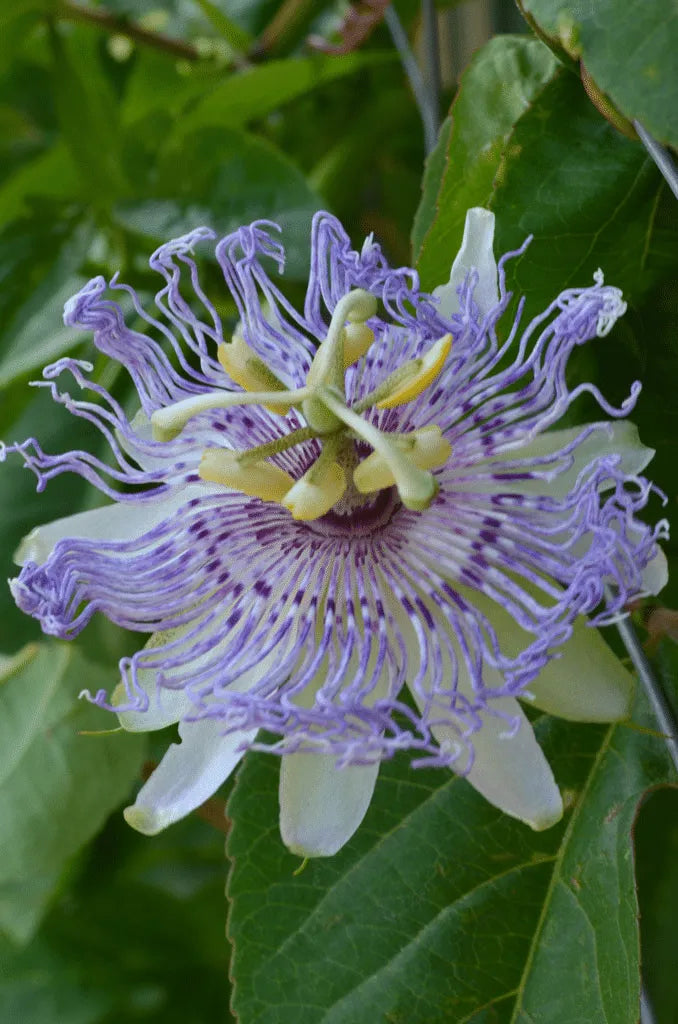 Leidenschaftsblumensamen Garten Seltene Passiflora Incarnata Obst Pflanzen Samen