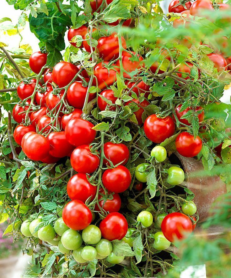 Tomatensamen - Bonsai für Balkon und Innenbereich - Selbstbestäubend - Bio - Nicht-GVO 🍅🌿🏡