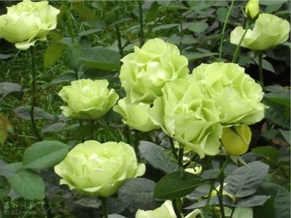 🌿🌹 Grüne Rosen Blumensamen - Bringen Sie mit unseren hochwertigen Samen die erfrischende Schönheit von grünen Rosen in Ihren Garten! 🌹🌿