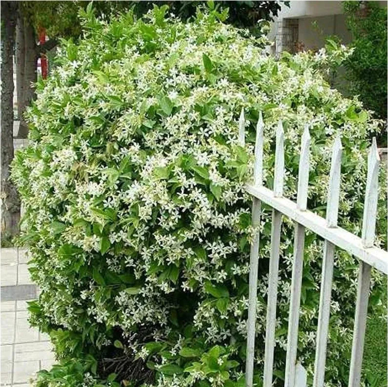 CAPE JASMINE SAMEN