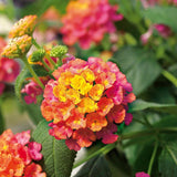 Lantana Calippo Tutti Frutti Blumenpflanzen