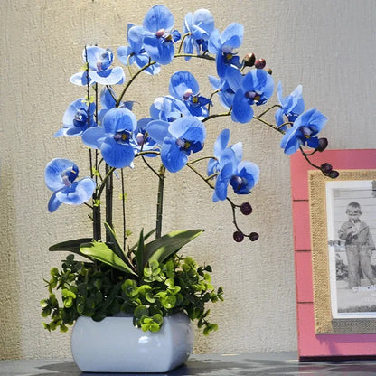 Feriay Seeds-50pcs Phalaenopsis-Orchideensamen Schmetterlings-Orchideenblüten-Samen Blumen