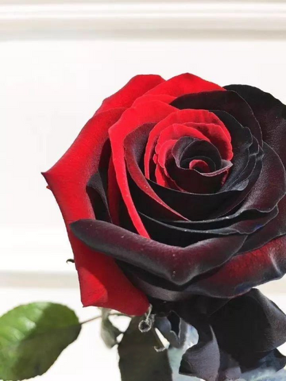 Carmen Rose - Doppelt Rot-Schwarze Rosen Samen: Eine Leidenschaftliche Liebesgeschichte in Ihrem Garten! 🌹