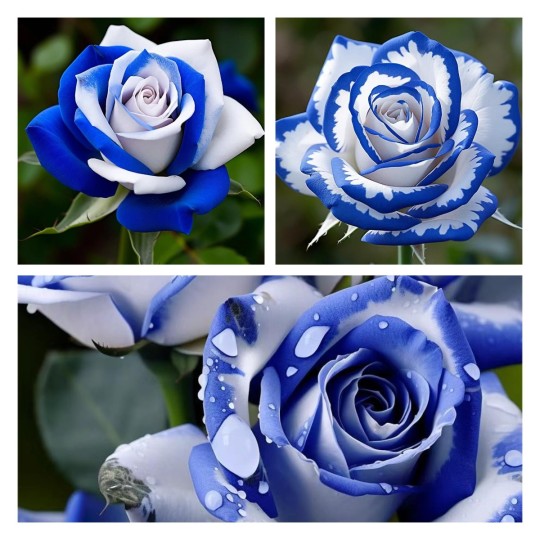 Blau-Weiße Rosen: Eine Wonnevolle Mischung aus Eleganz und Gelassenheit 🌹💙