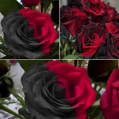 Carmen Rose - Doppelt Rot-Schwarze Rosen Samen: Eine Leidenschaftliche Liebesgeschichte in Ihrem Garten! 🌹