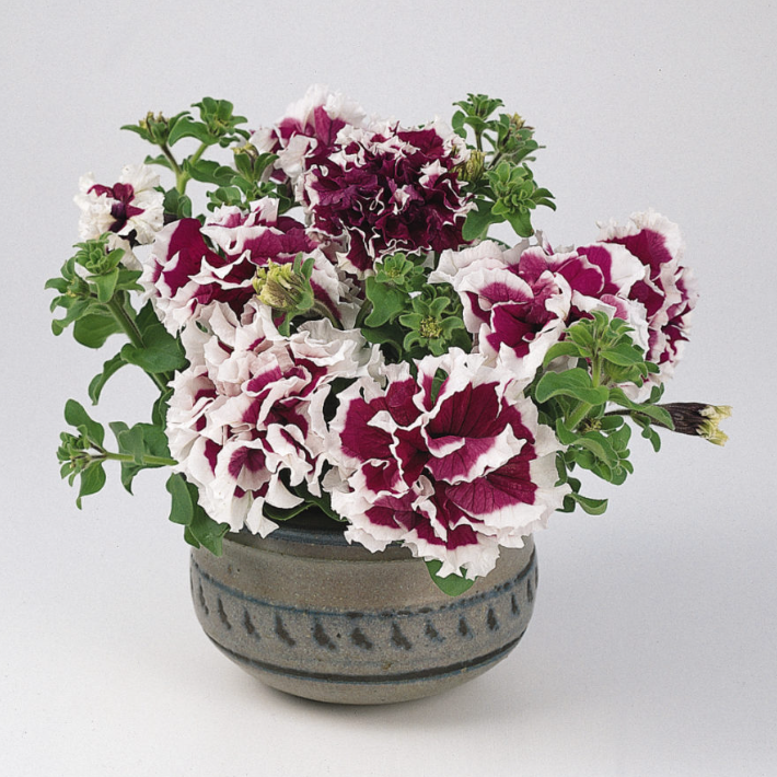 Pirouette Purple Double Petunia Seeds