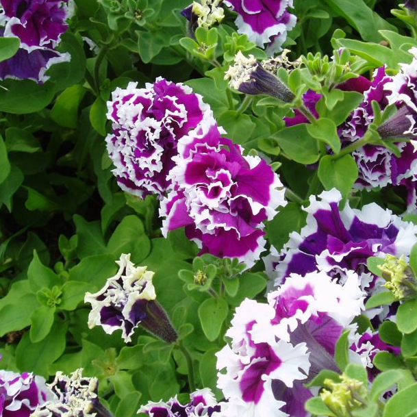 Pirouette Purple Double Petunia Seeds