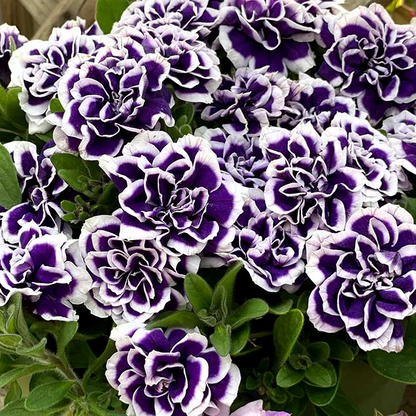 Pirouette Purple Double Petunia Seeds