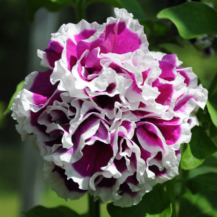 Pirouette Purple Double Petunia Seeds