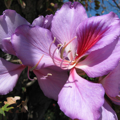 Bauhinia Purpurea, Lila Orchideenbaum – 20 Stück Samen