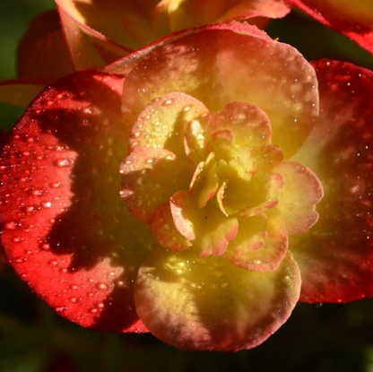 Gelb-rote Begonien-Blumensamen