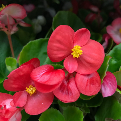 Gelb-rote Begonien-Blumensamen