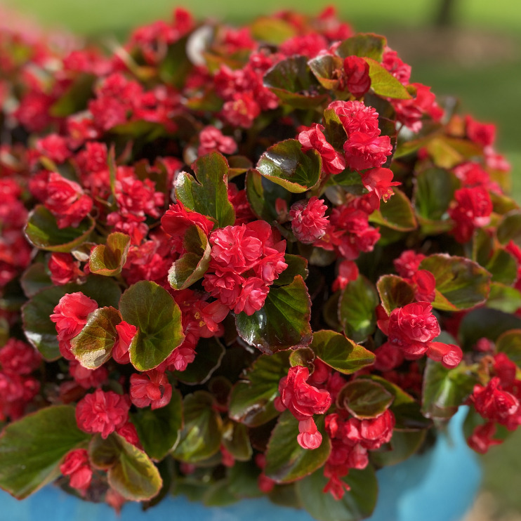 Gelb-rote Begonien-Blumensamen