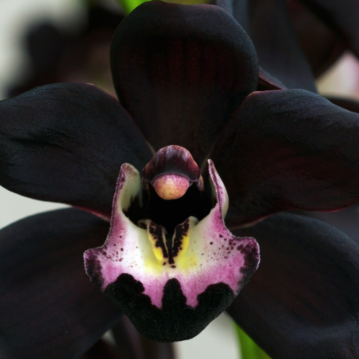 Egrow 50 Stück seltene schwarze Orchideen-Blumensamen, exotische Orchideen-Hausgarten-Bonsai-Pflanzsamen