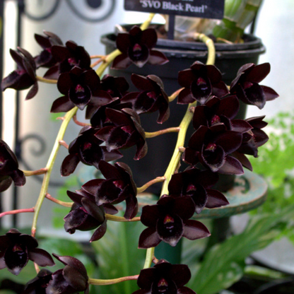 Egrow 50 Stück seltene schwarze Orchideen-Blumensamen, exotische Orchideen-Hausgarten-Bonsai-Pflanzsamen