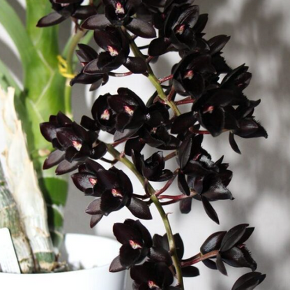 Egrow 50 Stück seltene schwarze Orchideen-Blumensamen, exotische Orchideen-Hausgarten-Bonsai-Pflanzsamen