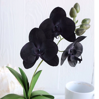 Egrow 50 Stück seltene schwarze Orchideen-Blumensamen, exotische Orchideen-Hausgarten-Bonsai-Pflanzsamen