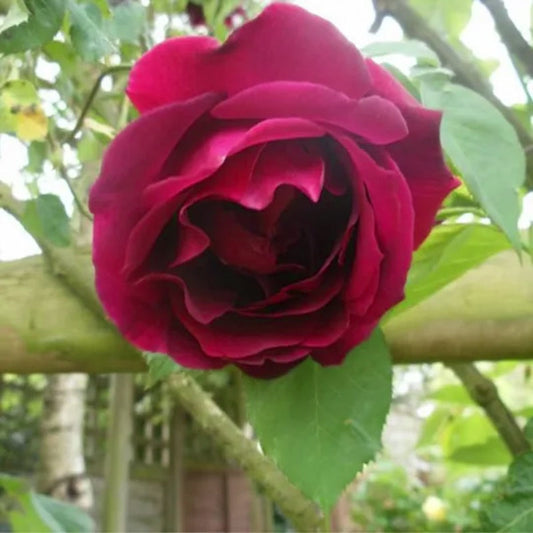 Explosion Kletterrosengartensamen: Eine Explosion der Farben für Ihren Garten! 🌹