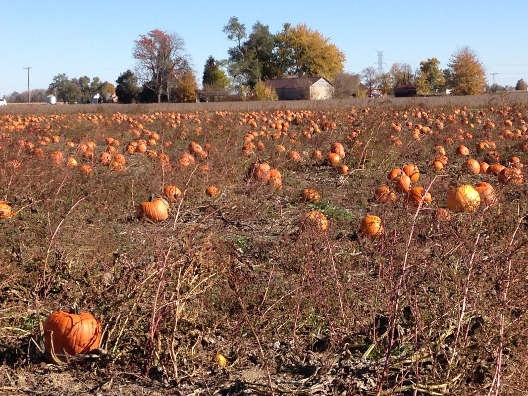 KÜRBIS STEPH KURI F1 BIO - Natürliche Vielfalt für Ihren Bio-Garten! 🎃🌱