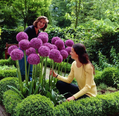 Garten im Freien Riesenzwiebel Allium giganteum Schöne Blumensamen Bonsai Pflanzensamen