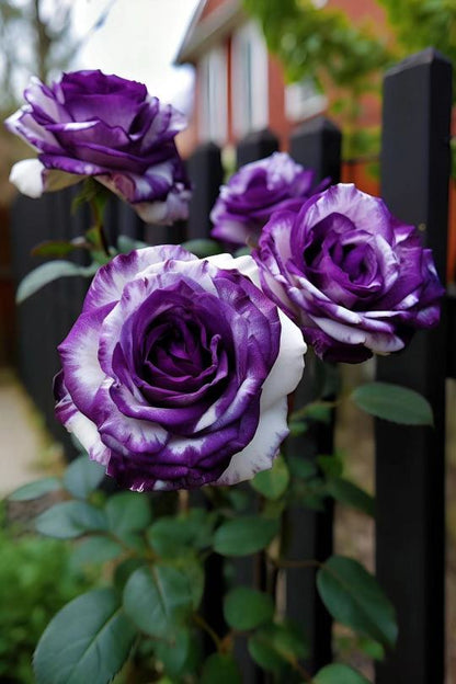 Seltene lila-weiße Zwillingsrosen - Eine Ode an die Eleganz und Reinheit 🌹💜🤍