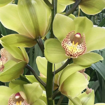 Cymbidium Orchideen Samen - Hellgrün