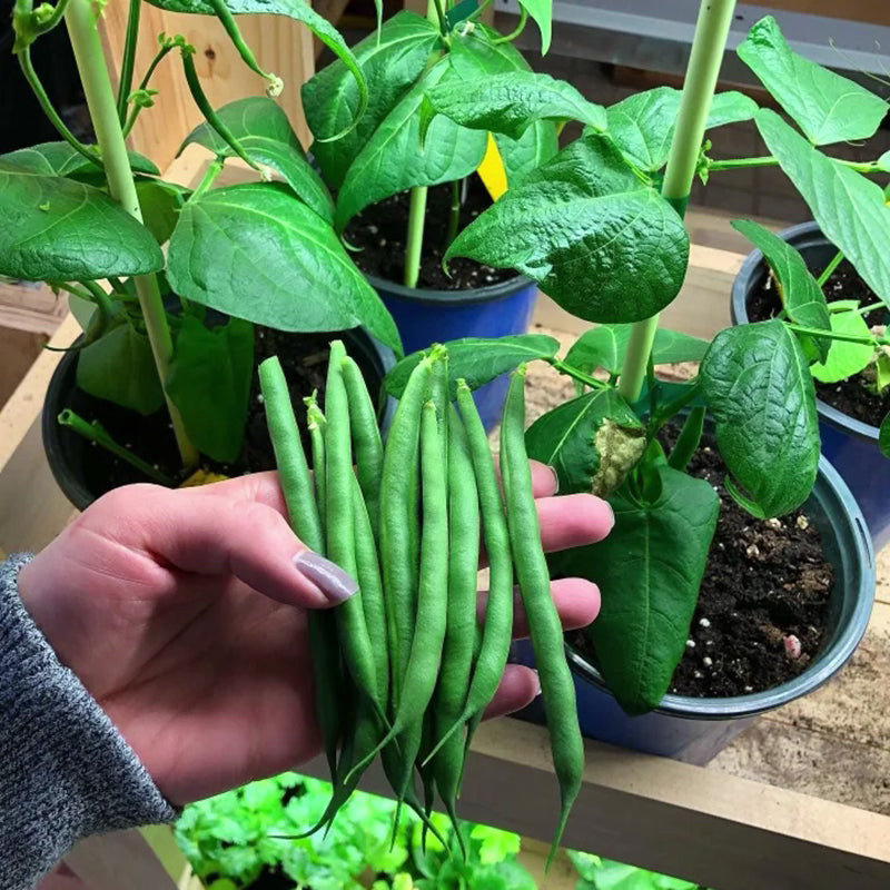 Buschbohnen French Mascotte für Container - Perfekt für Ihren Balkon oder Ihre Terrasse! 🌱🌿