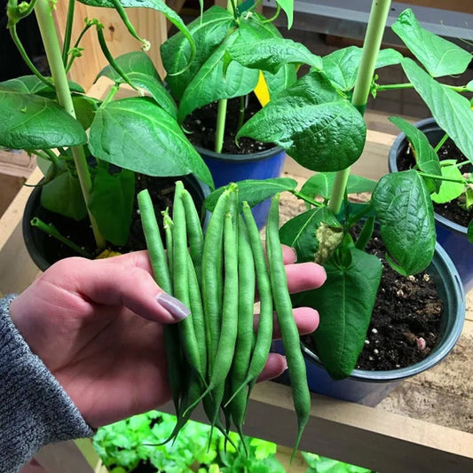 Buschbohnen French Mascotte für Container - Perfekt für Ihren Balkon oder Ihre Terrasse! 🌱🌿