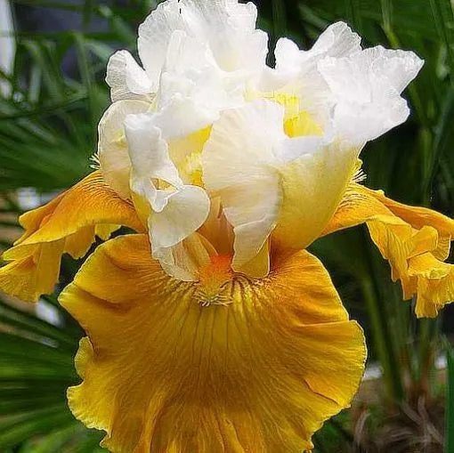 🔥Verschiedene Iris, Erbstück-Iris🌱Blumenzwiebeln Pflanzen