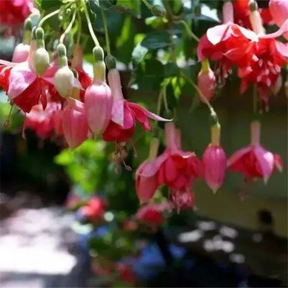 Fuchsia Hybrida Voss Seeds Die Feenblume