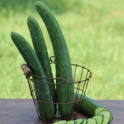 Gurke Burpless 26 F1 Samen - Für eine erfrischende Vielfalt in Ihrem Garten! 🥒🌱