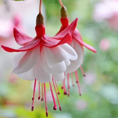 Hängende Glocken-Begonienblumensamen - verschiedene Farben erhältlich