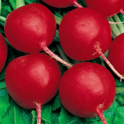 Rettich Cherry Belle - Knackige Frische aus Ihrem Gemüsegarten! 🥕🍒🌱