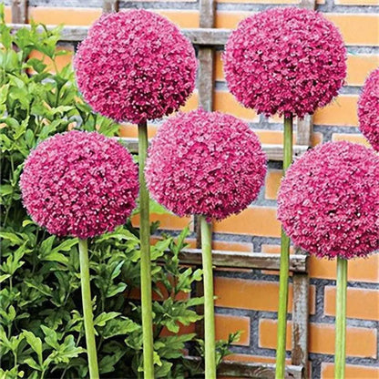 Garten im Freien Riesenzwiebel Allium giganteum Schöne Blumensamen Bonsai Pflanzensamen