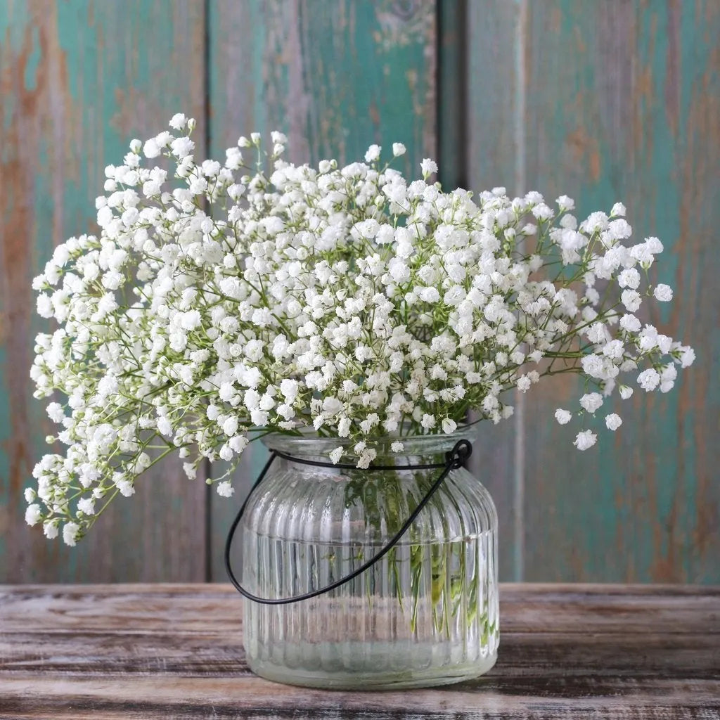 100 Stück Gypsophila-Samen, Baby's Breath Gypsophila