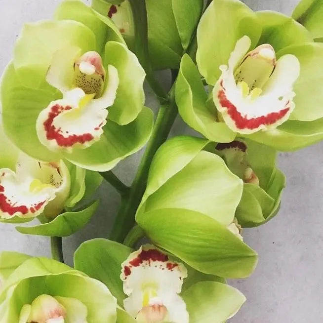 Cymbidium-Orchideensamen-Hellgrün