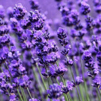 200 STÜCK PROVENCE LAVENDEL SAMEN DUFTENDE BIO-BLUMENSAMEN HEIM GARTEN BONSAI PFLANZE