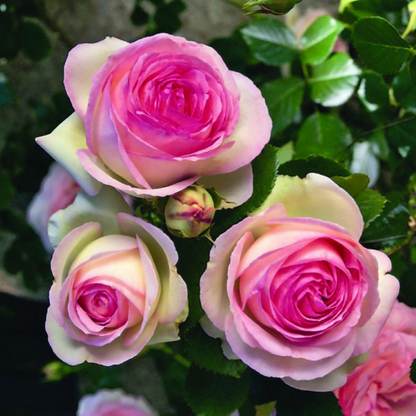 Rosa Eden-Pierre de Ronsard Samen - Der Inbegriff von Schönheit im Garten! 🌹✨