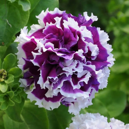 Pirouette Purple Double Petunia Seeds