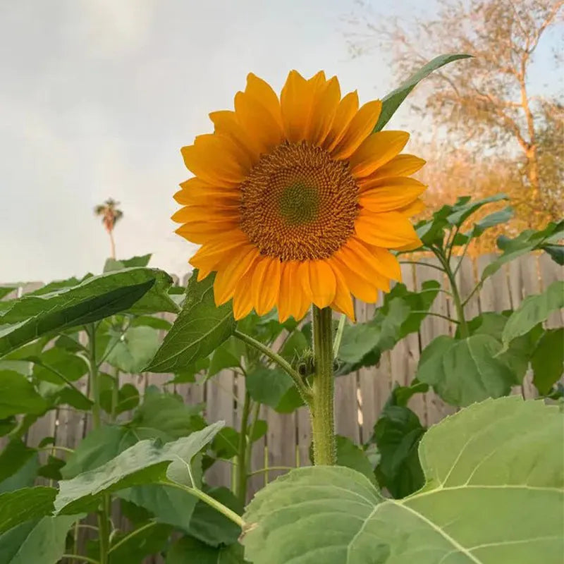 30 Stück Pro Gold Lite Sonnenblumensamen