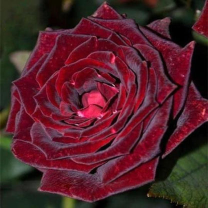 Echter Blut Schwarze Rosen Samen 🌹💫