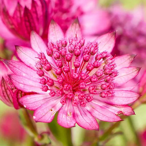 Kirschknopf-Astrantia