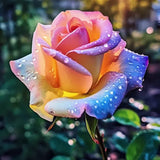 Regenbogenrosen: Ein Farbenfrohes Wunder in Ihrem Garten! 🌈🌹